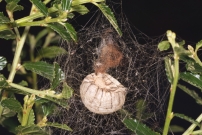 L'Argiope frelon ou Argiope fascie. Le cocon a t parasit (Araneae - Araneidae - Argiope bruennichi)